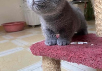 Cần bán mèo munchkin chân ngắn xám xanh
